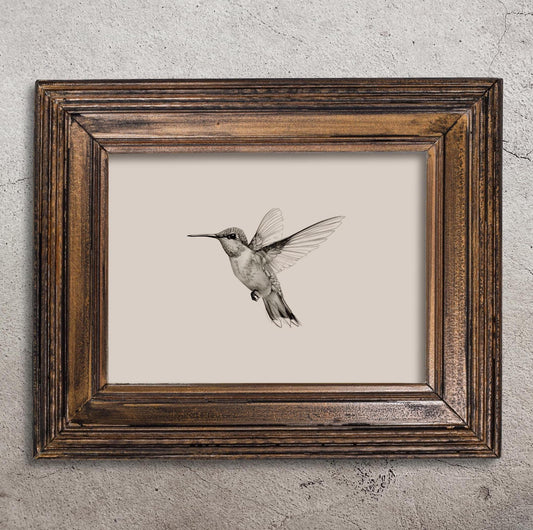 black and white illustration of a hummingbird in flight sketch drawing
