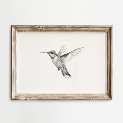 A framed black and white illustration of a hummingbird in flight.