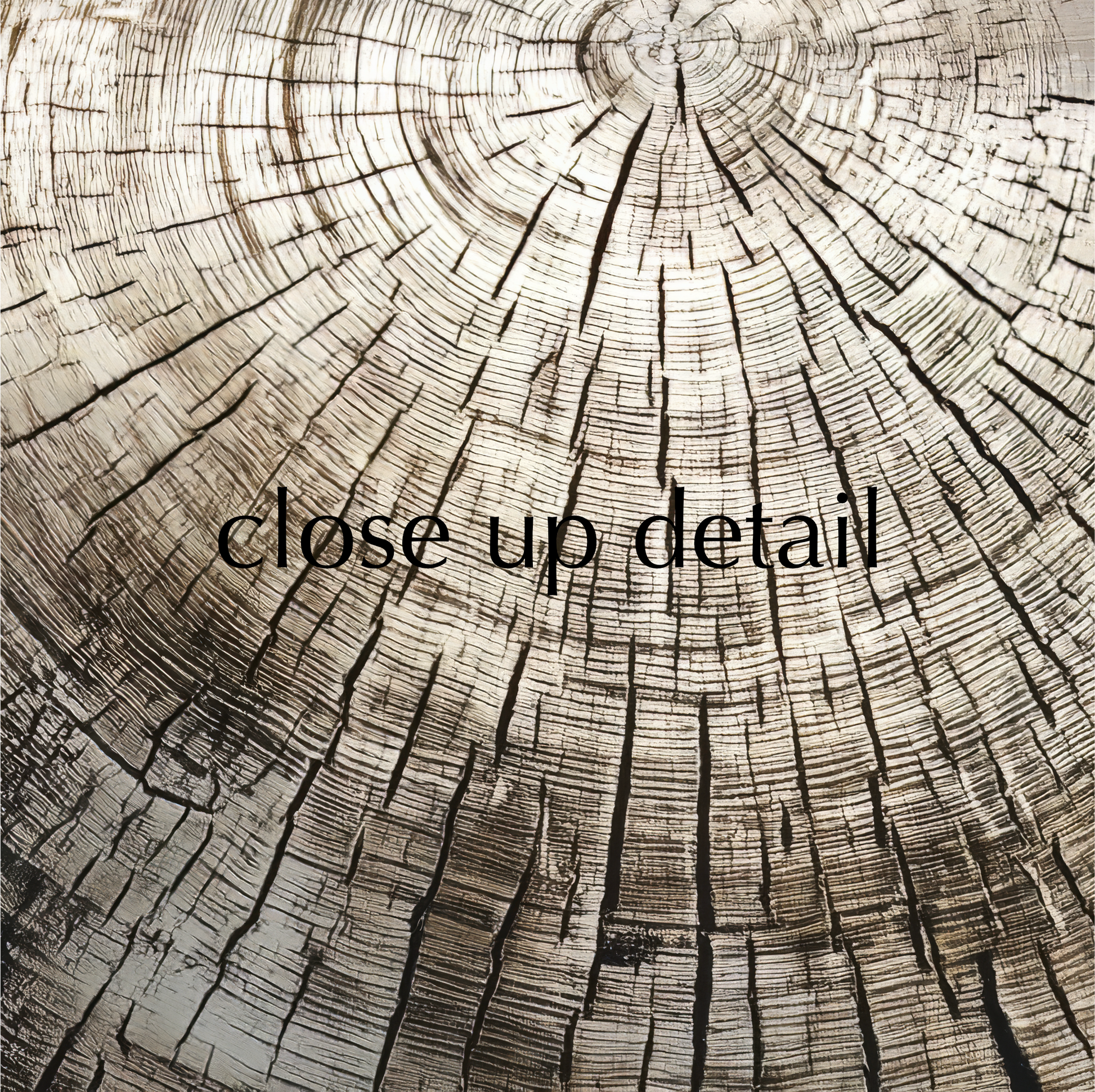 a close-up view of a tree stump, revealing the intricate patterns and textures of the wood.