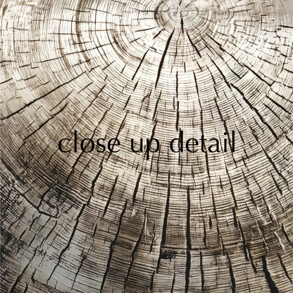 a close-up view of a tree stump, revealing the intricate patterns and textures of the wood.